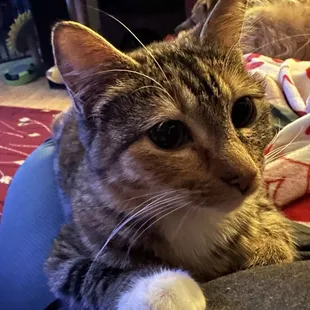 Adoptable ZsaZsa Gapurr