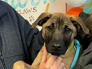 Skiatook Paws and Claws