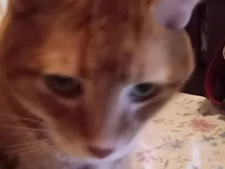 Furry Friends Animal Hospital