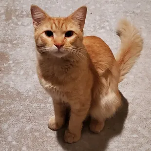 I would love to take this kitty into my loving home.