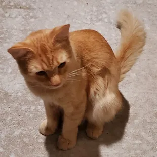 This is the kitty I am trying to rescue.