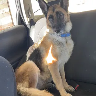 Picked up and adopted Ahnya from the shelter