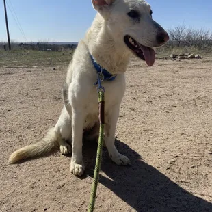 White German Shepard Sahara  , adopted from the mesilla Valley Dog Shelter