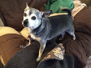 Pet Planet Hotel & Day Camp