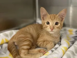 Gulf Coast Humane Society