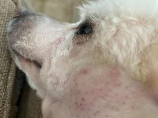 Sierra Dog Grooming