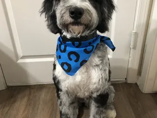 Paw Passion