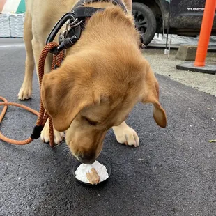 Mae&apos;s treat, a dog cookie with cream!