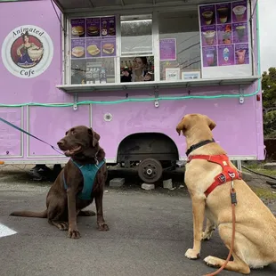 The pups waiting for their treats and me for my coffee...