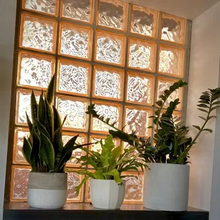 I love a nice plant placement!