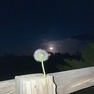 a dandelion on a fence