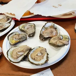 Oysters on the half shell. Yummy