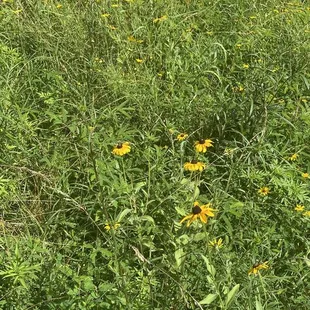 Anne Springs Close Greenway July 1, 2021