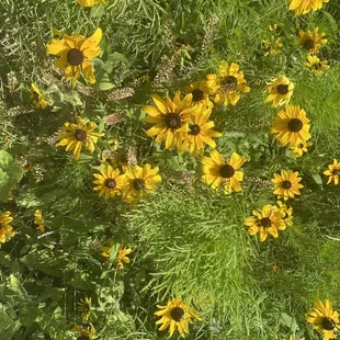 Anne Springs Close Greenway July 1, 2021