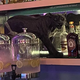 Bar panther.