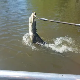 Eating the alligator