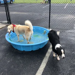 So many baby pools to keep your dog cool