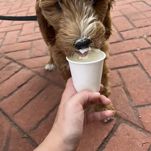 Pup cup
