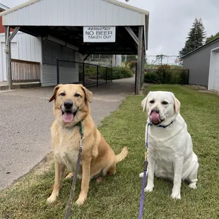 Mini Adventure with the dogs