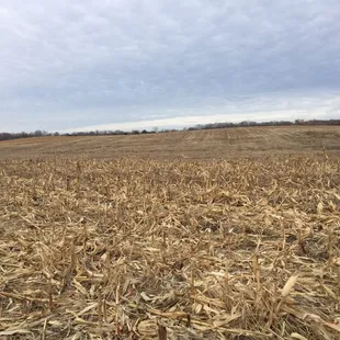 &quot;Iowa&quot; in the middle of the nature preserve, harvested corn