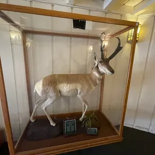 antelope in a glass case