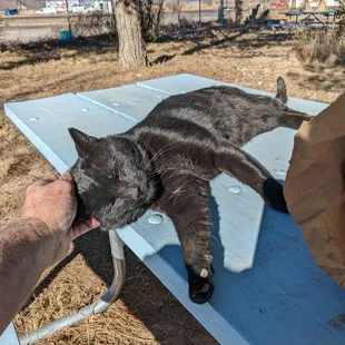 Lodge's adorable cat.