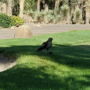 Beautiful Red-tailed Hawk