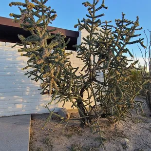 Desert Plant  11-30-2022