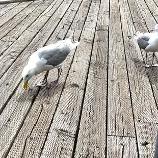 Hand fed the gulls (they were very polite).