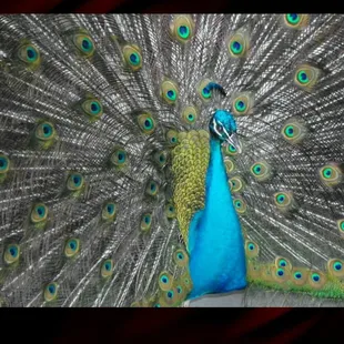 Neighborhood Peacock "Mr. P"