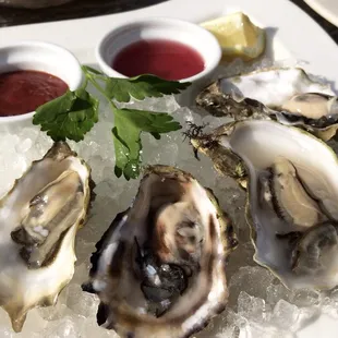 Oysters on the Half Shell