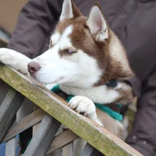 All proceeds from the raffle goes directly to the rescues.