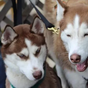 Meat Raffle in the big back yard