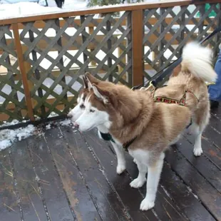 Every second Sunday of the month Anticipation hosts a Meat &amp; Greet with the Door County Sled Dogs.