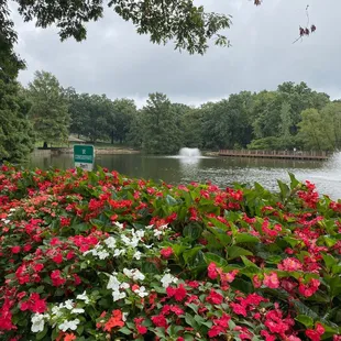 Pond