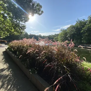 Butterfly garden