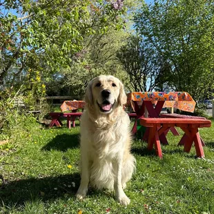 Our dog enjoyed the gardens