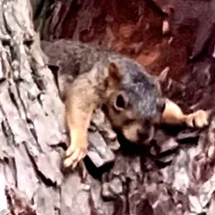 Oops, looks like he had one too many!