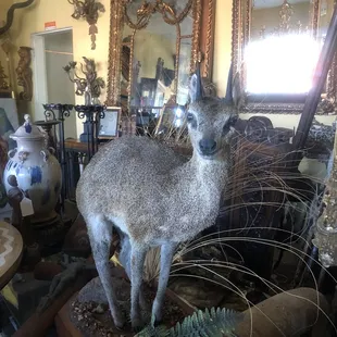 Interesting taxidermy.