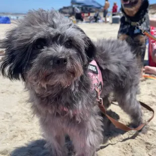 My animal with her service vest on