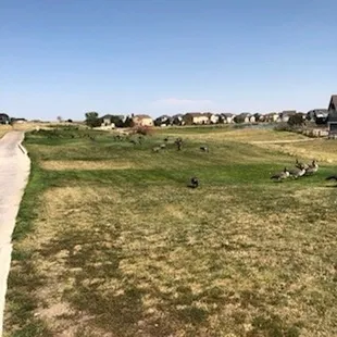 Antler Creek Golf Course