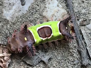 McCormick's Creek State Park