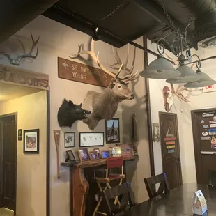 antlers on the wall