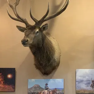 a deer head mounted on the wall