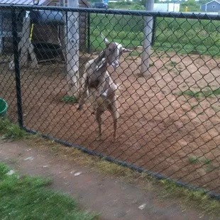Small area to feed and pet animals