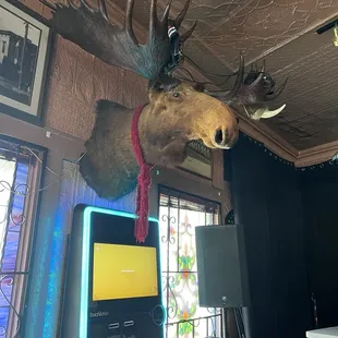 6/8/2024 a very well loved moose