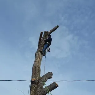  man on a tree