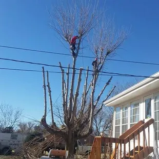  man working on a tree