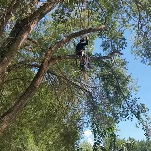  man in a tree