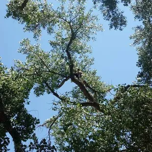  view of the canopy of a tree